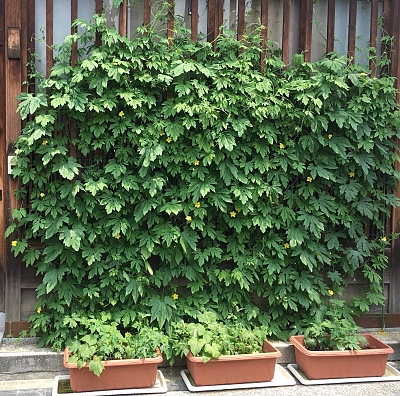 pianta rampicante di nigauri