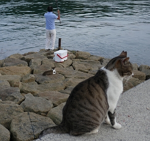 gatti sul molo e pescatore alla canna