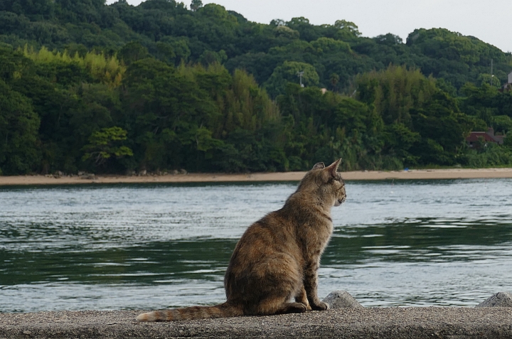 Gatto contempla il mare e l'isola verde davanti a lui