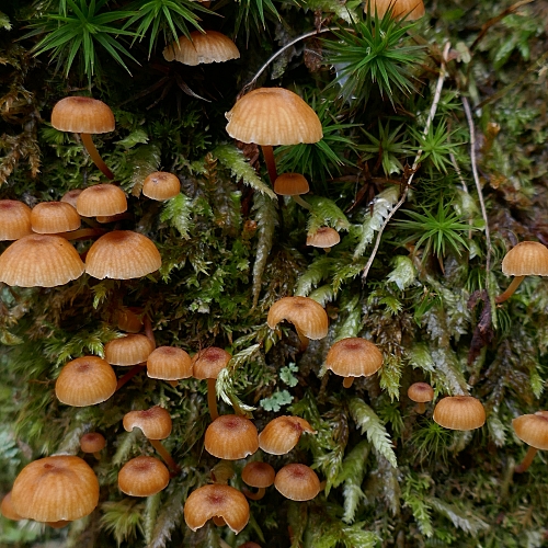 Funghi piccoli e marroni fra il muschio