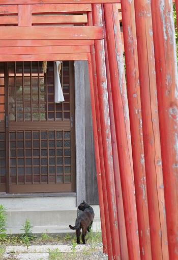 gatto nero alla porta del tempio e torii rossi