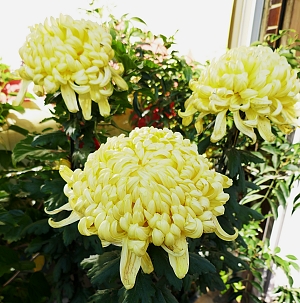 tre crisantemi a petali gialli