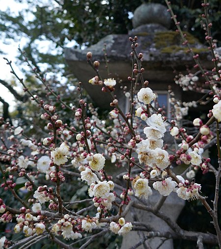 Fiori di pruno bianchi