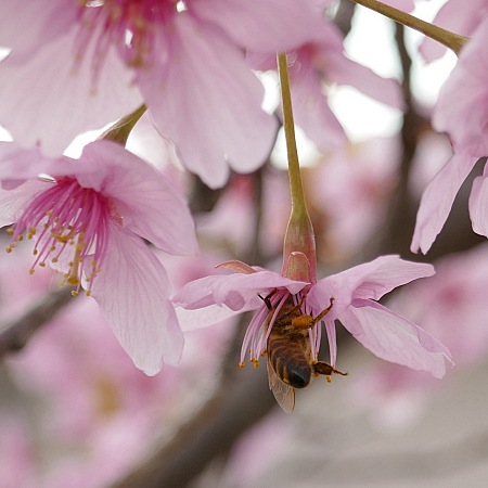 ape succhia il nettare dai sakura