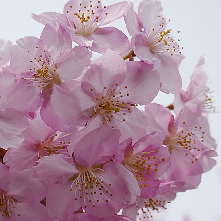 fiori dei kawazu sakura