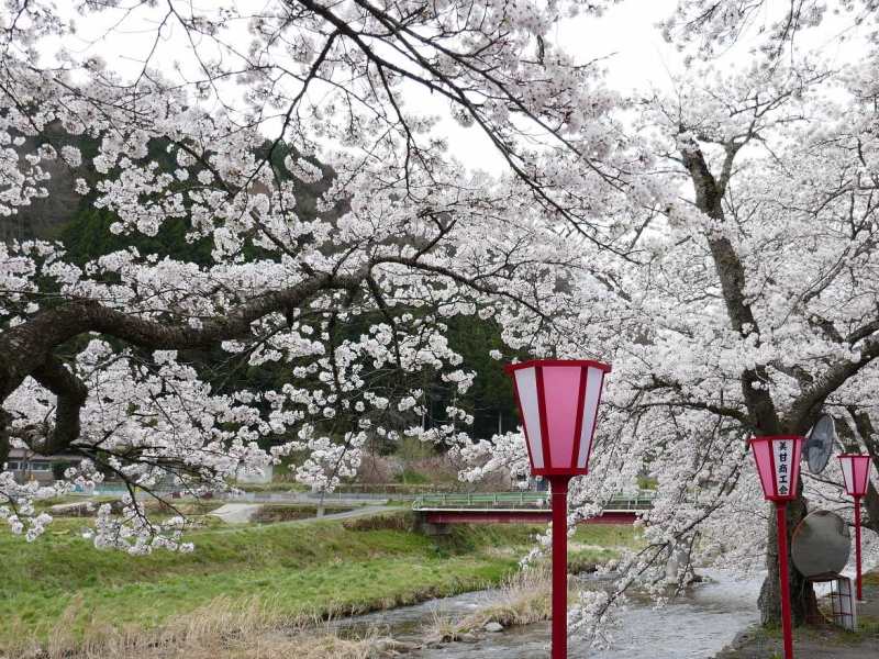 I ciliegi da fiore del Giappone, sono lo spettacolo di&nbsp;primavera