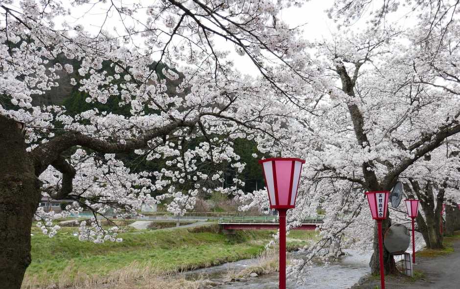 fioritura dei ciliegi da fiore e lanterne rosa e bianche