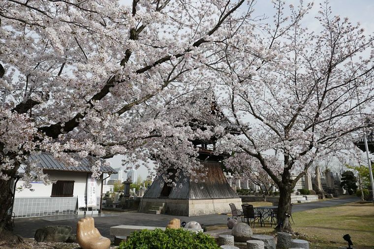 fiori di ciliegio bianchi