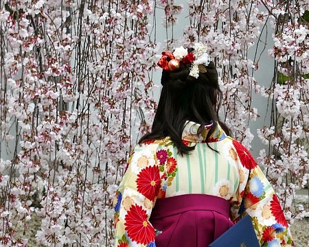 ragazza vestita con akama e shidarezakura