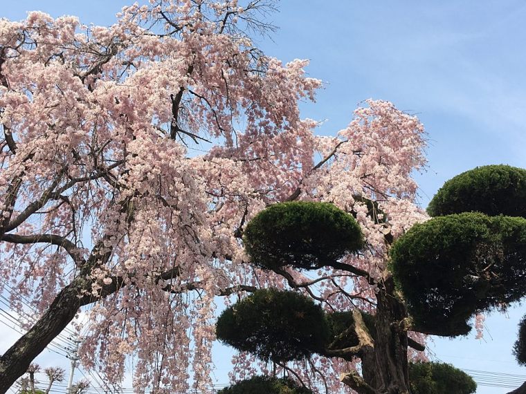 albero di sakura del tipo shidare
