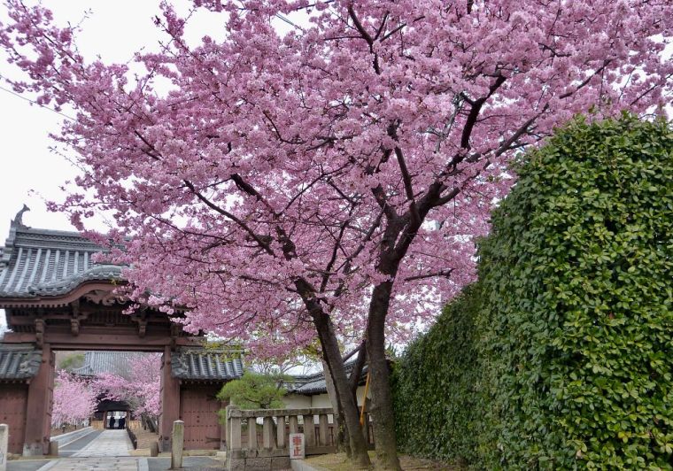 tempio giapponese e fioritura dei kawazu-zakura