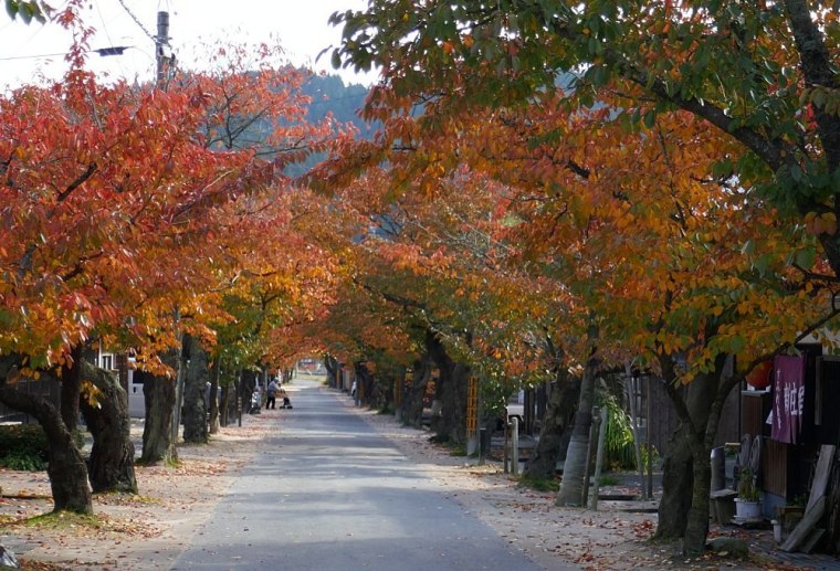 sakura sulla Izumo kaidō in autunno