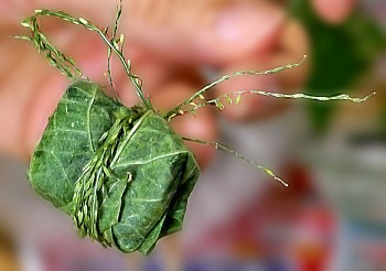 bisaccia fatta con foglie