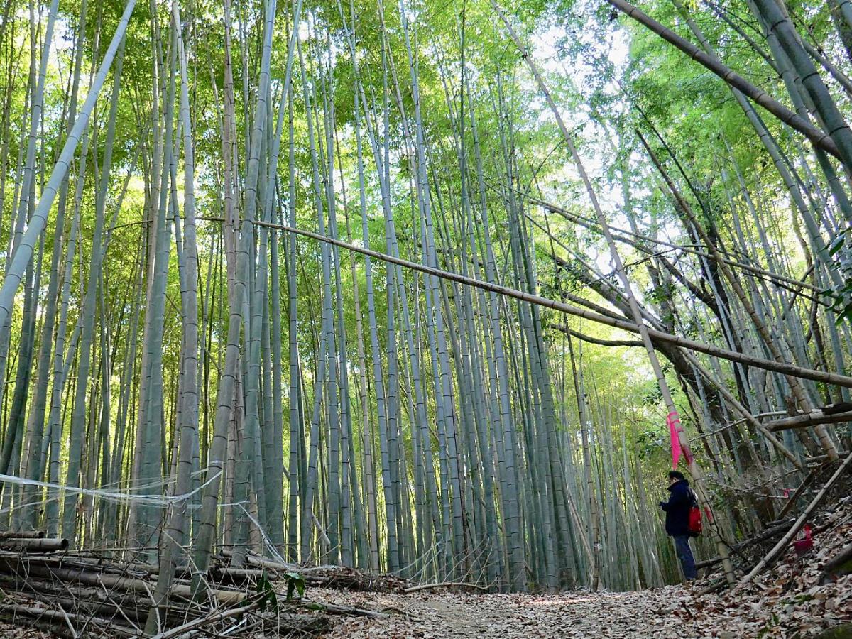 Dal bosco alla tavola: i germogli dei&nbsp;bambù
