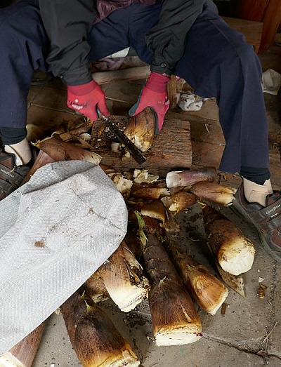 Pulitura dei germogli di bambù