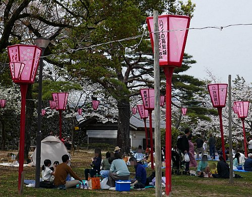 hanami in Giappone