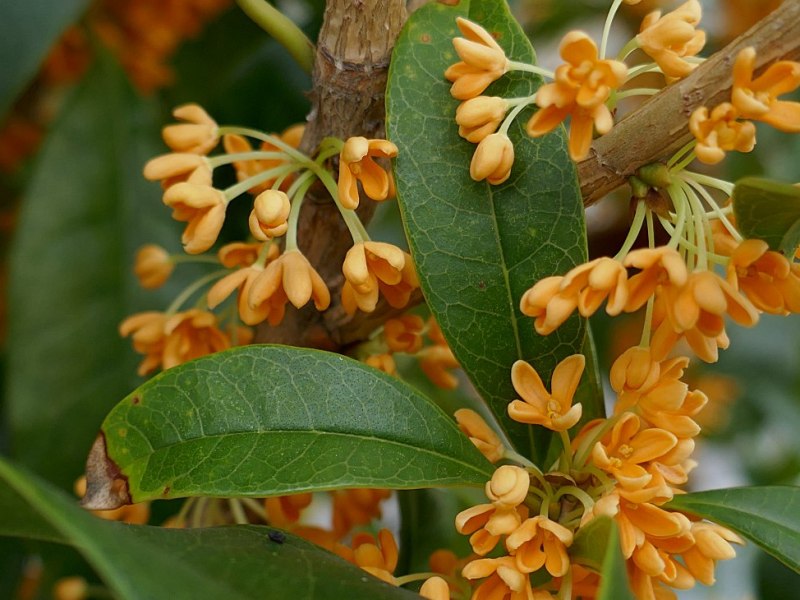Giappone che cambia: la scomparsa dei&nbsp;giardini