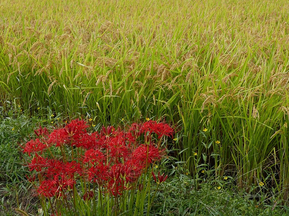 Higanbana rossi e piante di riso