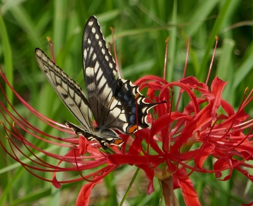 higanbana con farfalla Papilyo xuthus