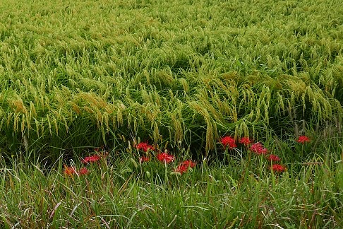 higanbana e piante di riso