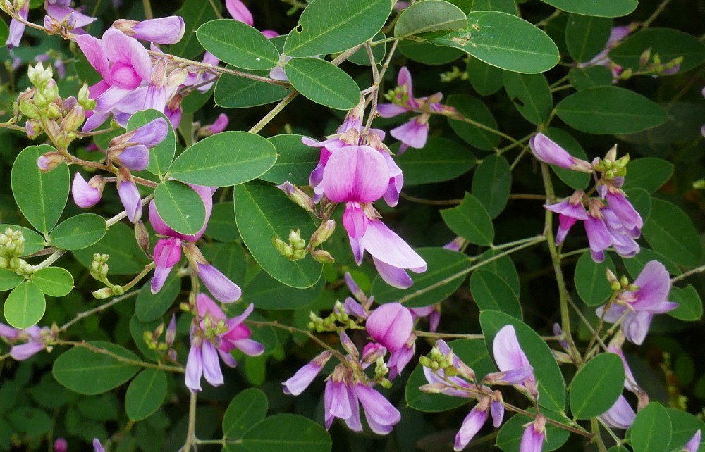 Pianta hagi, fiori rosa fra le foglie
