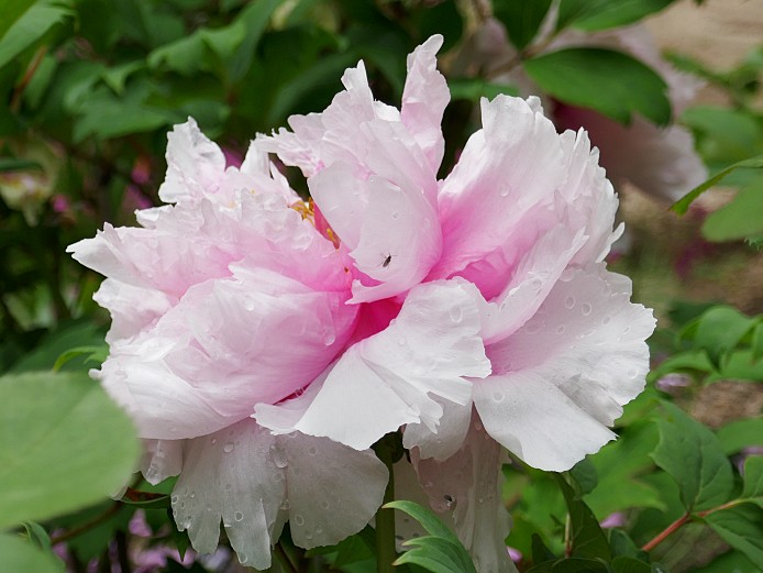 fiore rosa di peonia