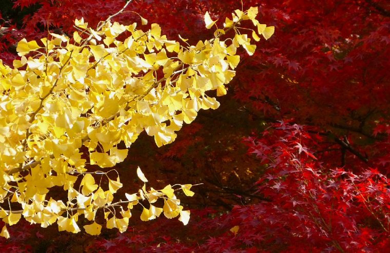 momiji: acero giapponese e foglie di ginko biloba
