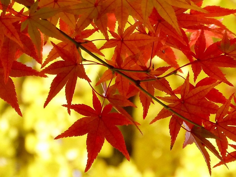 Rosso d’autunno in Giappone: la bellezza delle foglie dell’acero