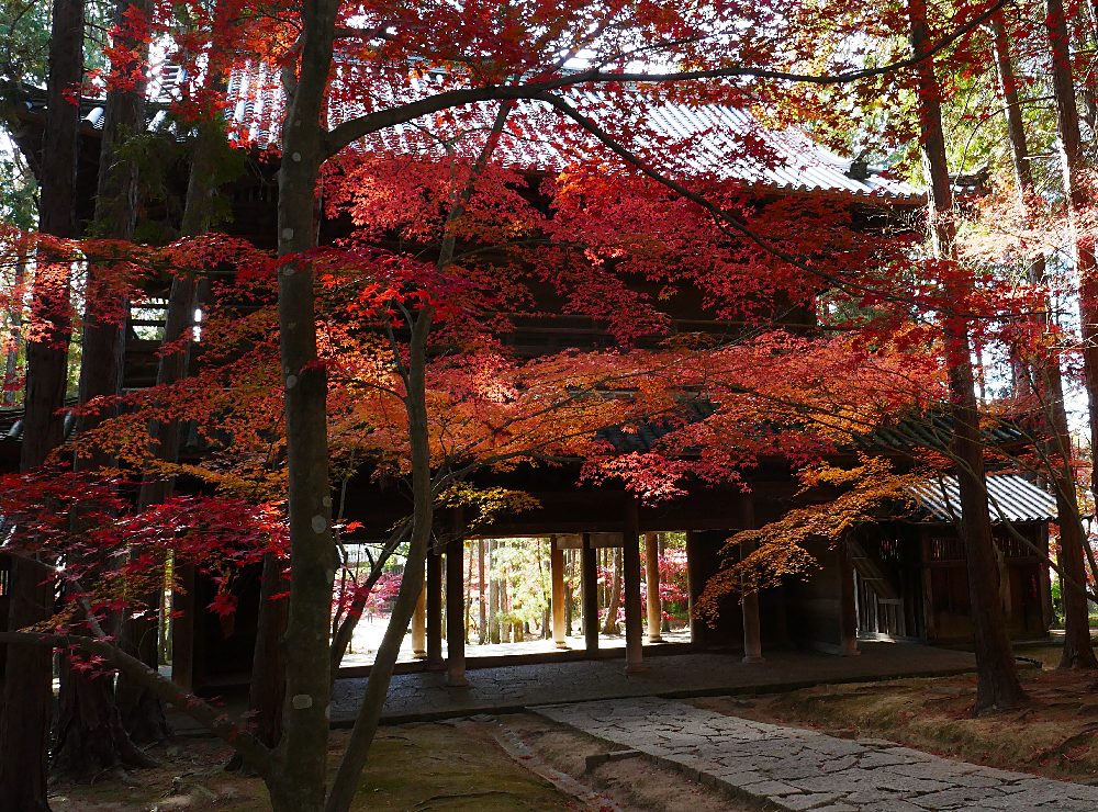 aceri incorniciano l'entrata al tempio