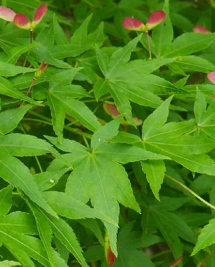 foglie verdi di acero giapponese
