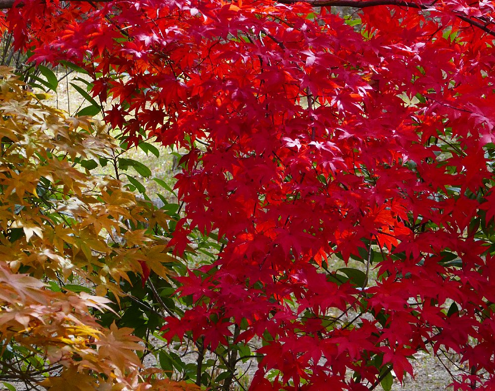 foglie dell'acero rosso e giallo