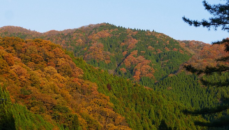 colori autunnali in collina