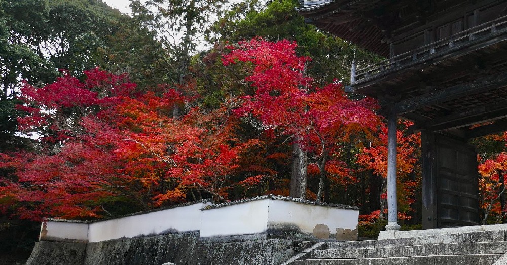 kōyō e pini in un tempio Giapponese