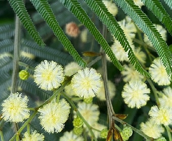 fiori gialli di acacia