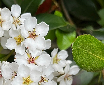 Fiori di Raphiolepis umbrellata